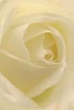 This evocative image draws you directly into the serene heart of a cream-white rose, as though you are surrounded by its gentle embrace under the calming light found in Twickenham's close-knit gardens. Petals curl inward in a mesmerizing spiral, their surfaces soft as velvet and kissed with the slightest hint of dew, reflecting the early morning tranquility of Radnor Gardens. Shadows drift quietly between ivory layers, lending the bloom a subtle drama and fostering an atmosphere of quiet peace-a mood significant for moments of sympathy, admiration, or new beginnings. The rose's composition, with each petal arranged in perfect order, attests to the skill and artistry of Twickenham's florists, whose local knowledge shapes every bouquet. The sweet, faint fragrance imagined wafting from the bloom is delicate and pure, creating a sense of calm within any space it graces. This close perspective captures not just the detailed artistry of the flower, but also the emotion and care poured into every arrangement selected for special occasions across Twickenham. Whether intended for a heartfelt tribute, a message of encouragement, or to mark a cherished occasion, such a rose embodies all the subtle warmth and grace that define our community's floral traditions.